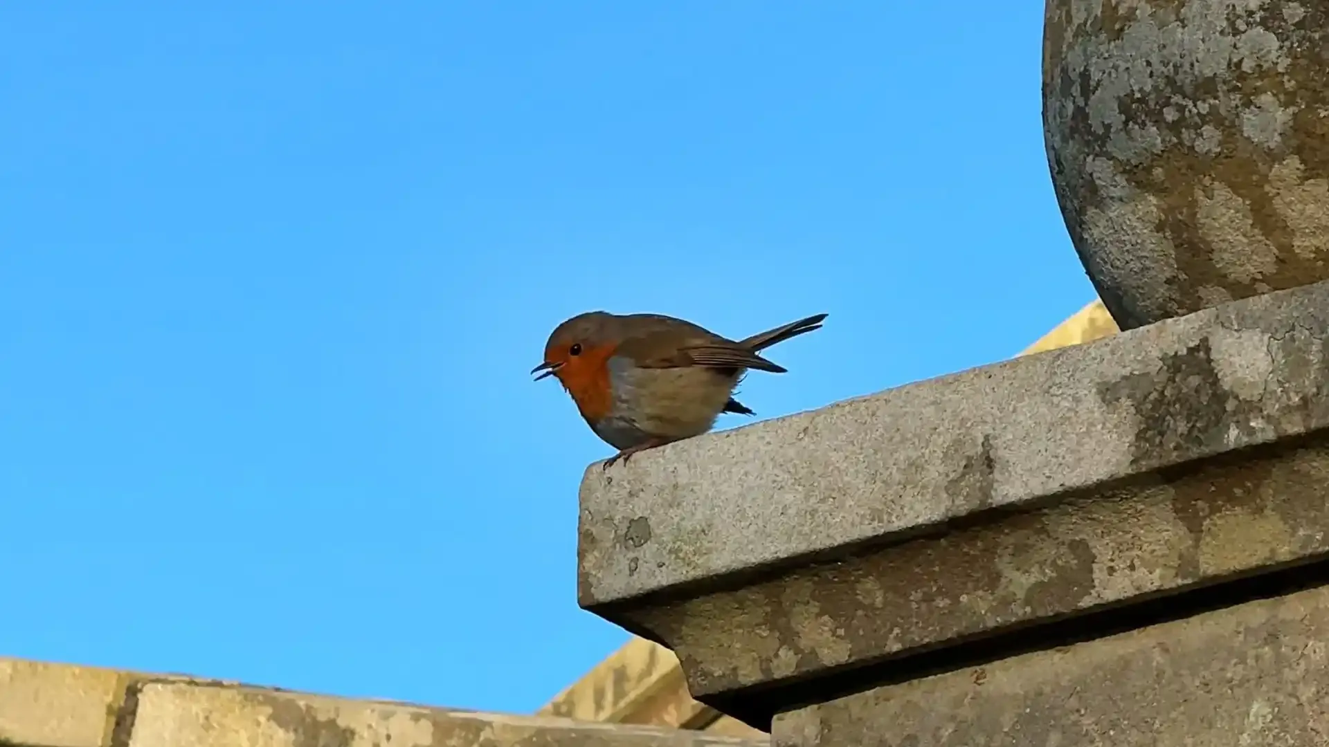 robin perched on a ledge with clear blue sky in the background