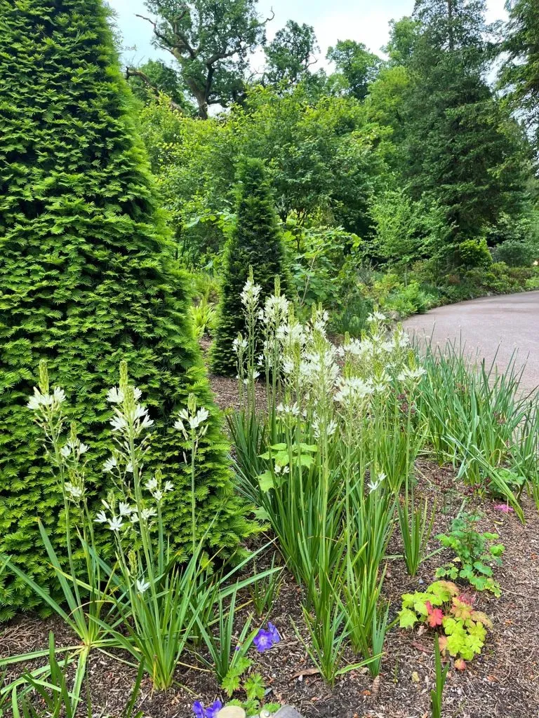 Close-up of Camassia Leichtlinii plants