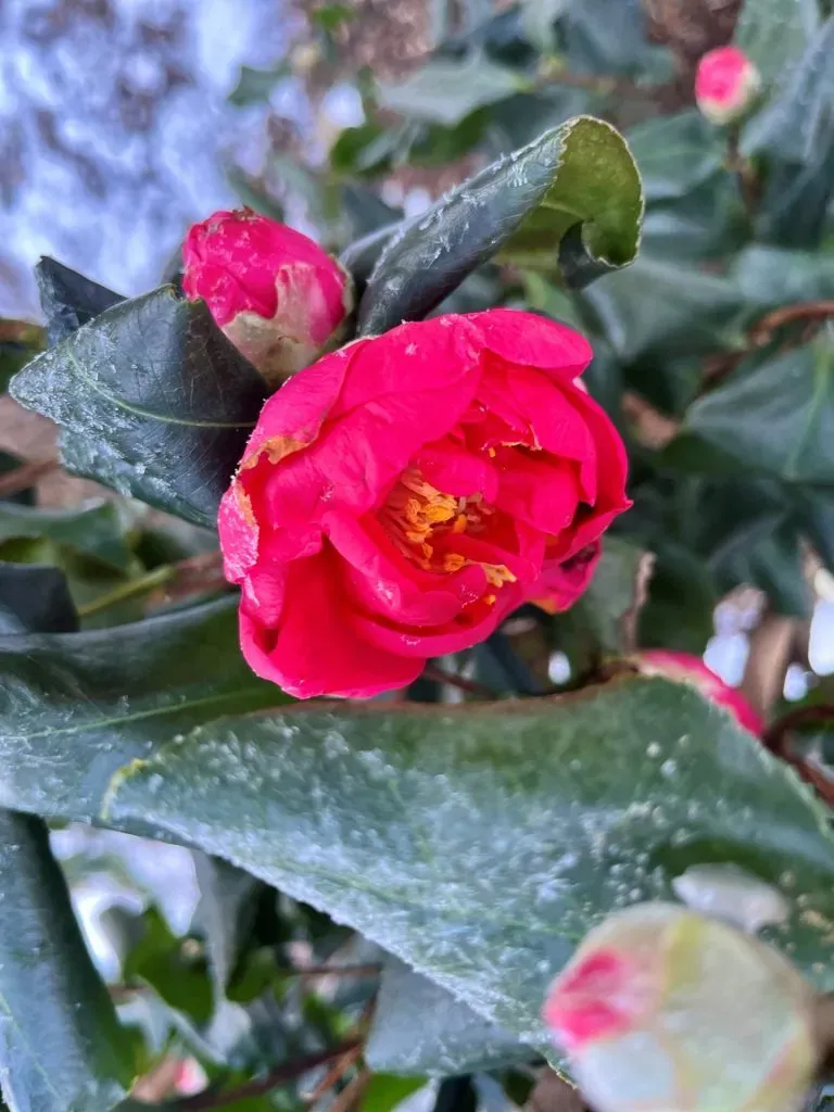 A close-up of a camellia plant with frost.