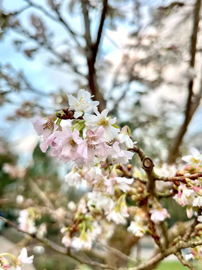 A close-up of cherry blossoms.