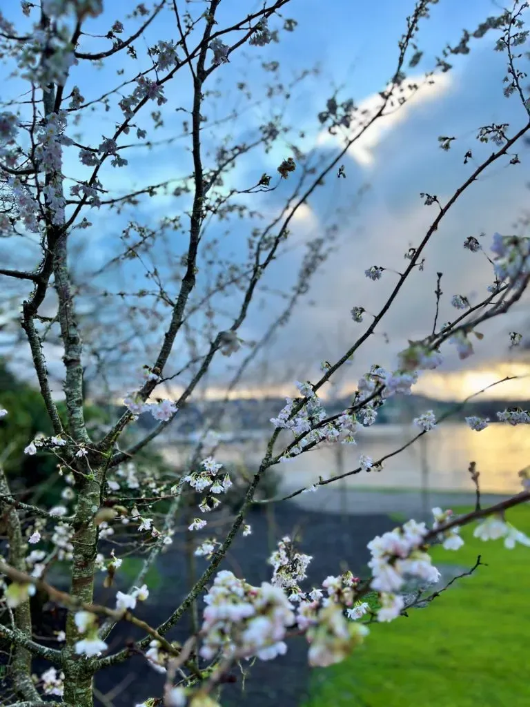 A close-up of cherry blossoms.