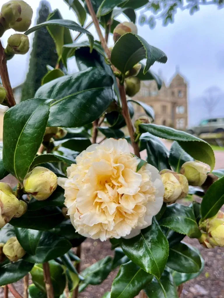 A close-up of a Camellia plant at the entrance.