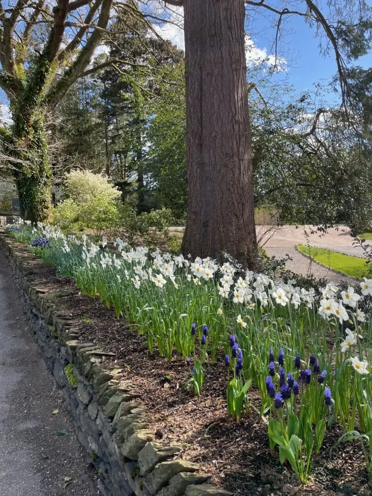 Blooming Bulbs by the Roadside.