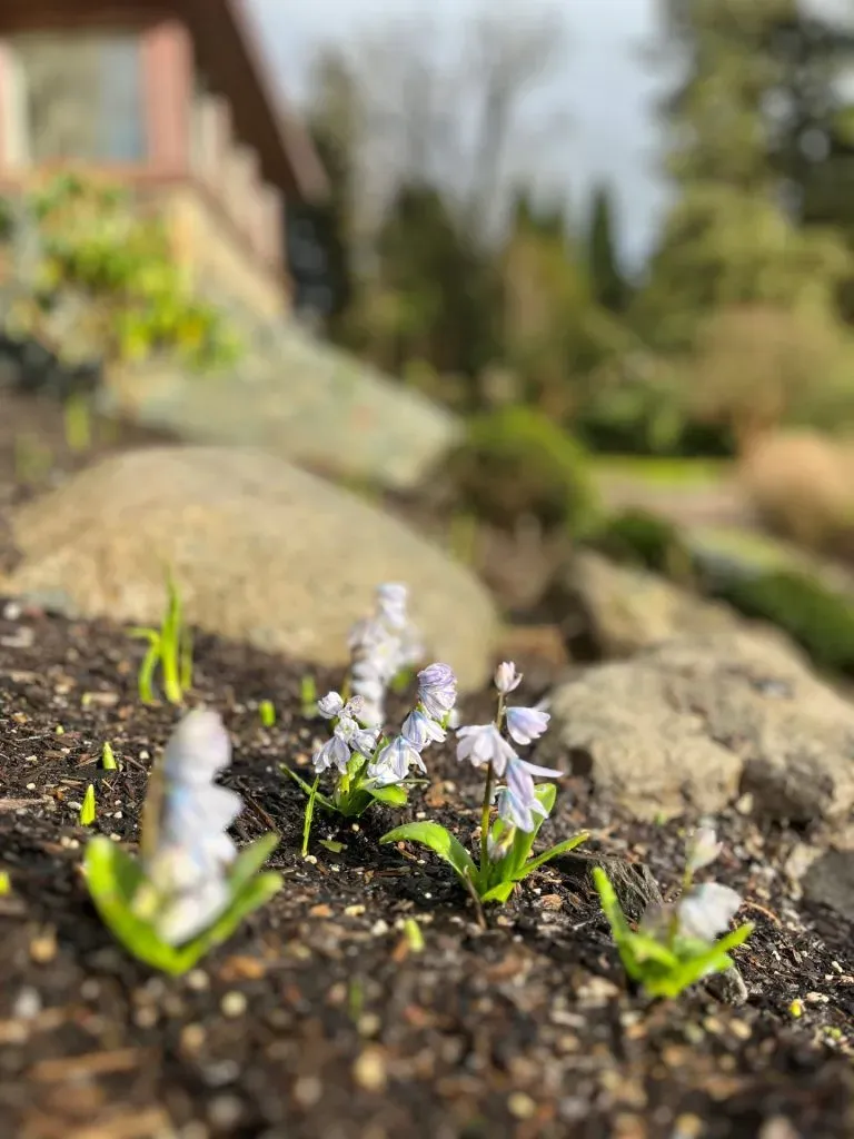 A close-up of Russian snowdrops blooming from the ground.