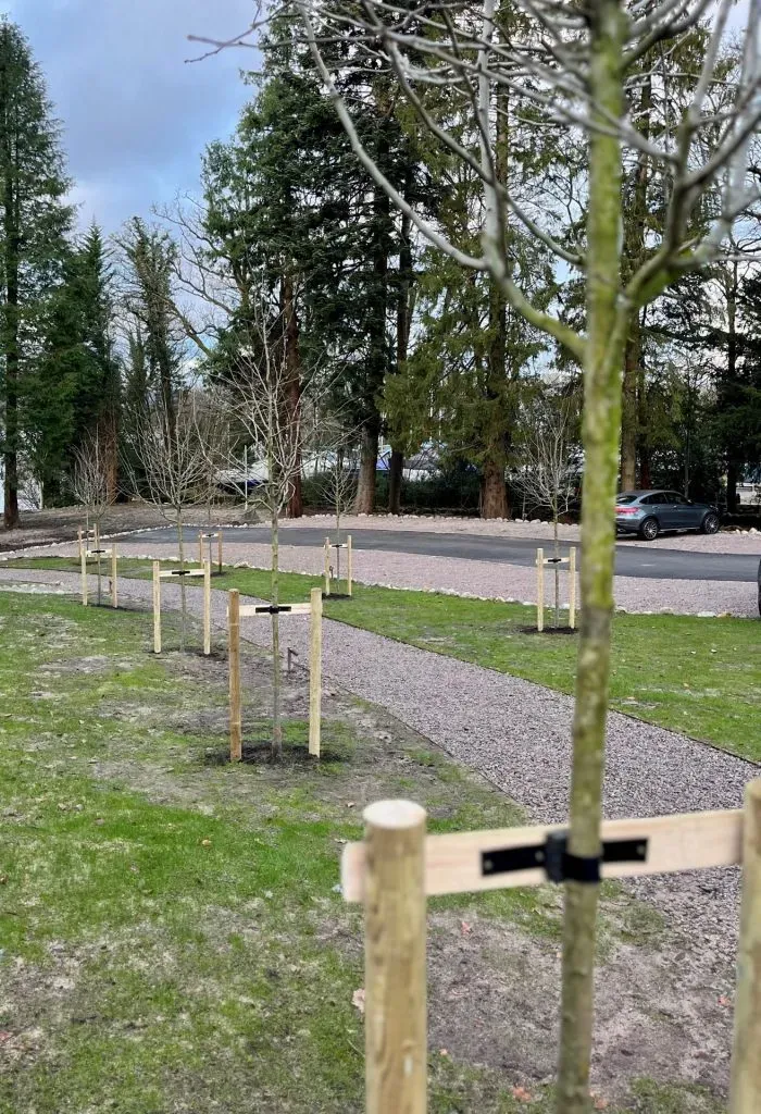 A collection of trees with supports along the path.