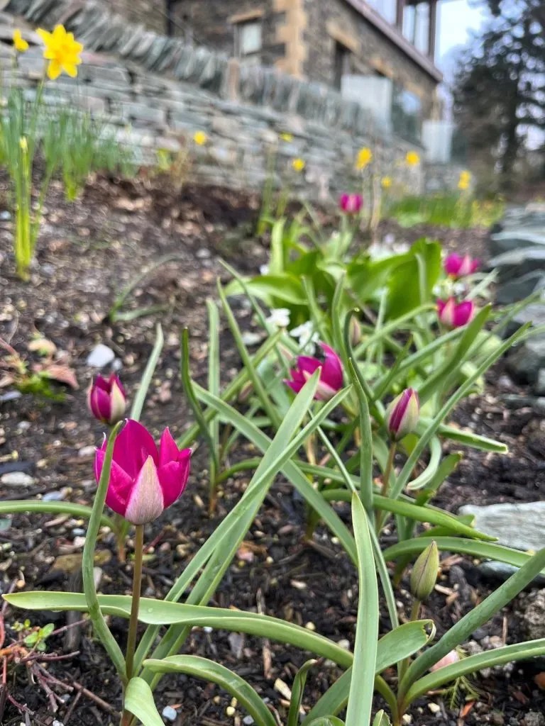 Tulipa humilis growing from the ground