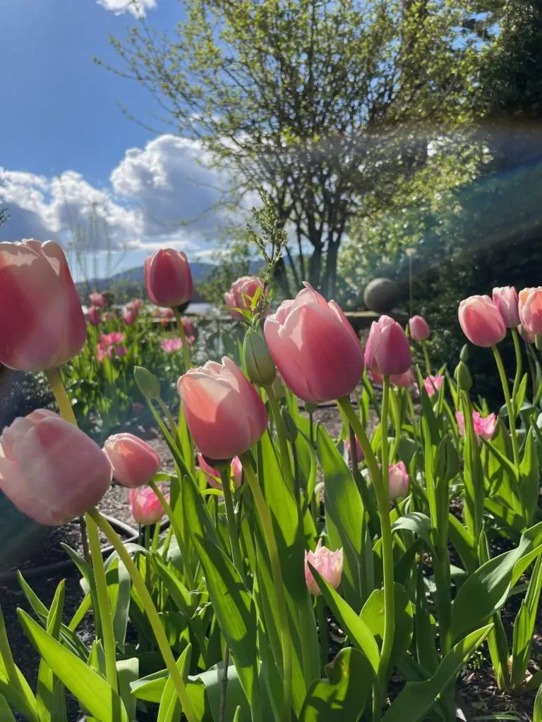 A close-up of Tulips in the sunshine.