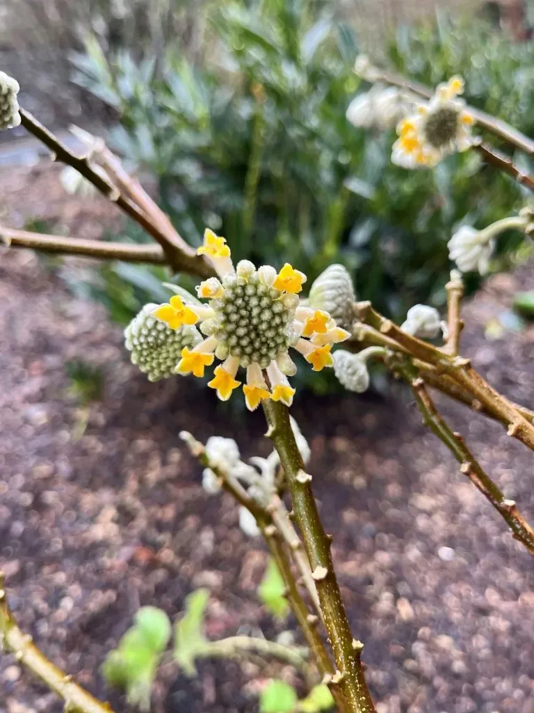 A close-up of a edgeworthia-chrysantha plant.