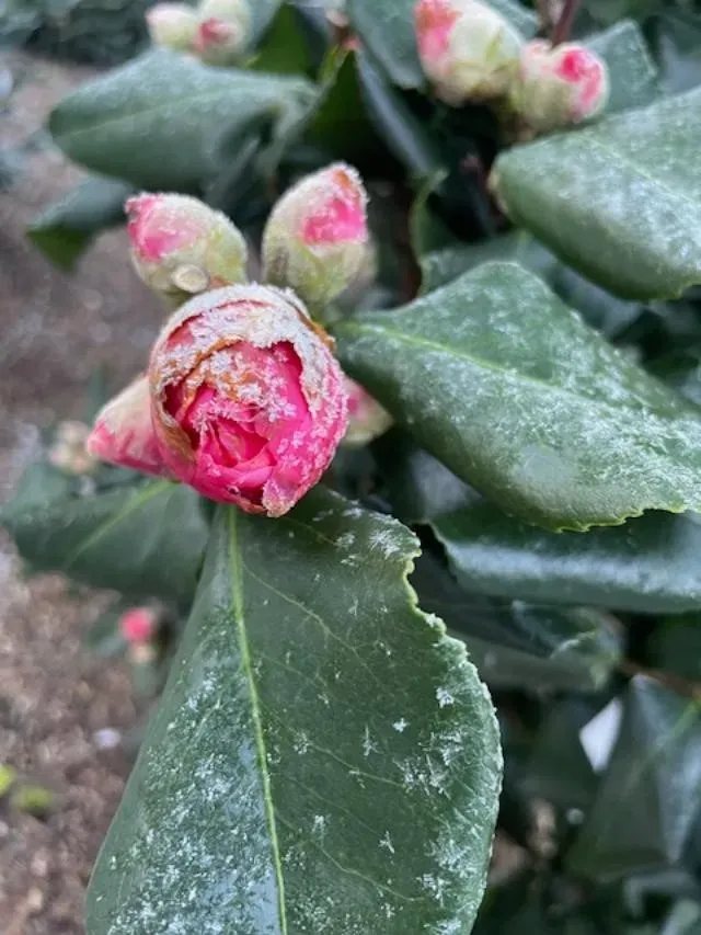 A close-up of a damaged plant due to frost.