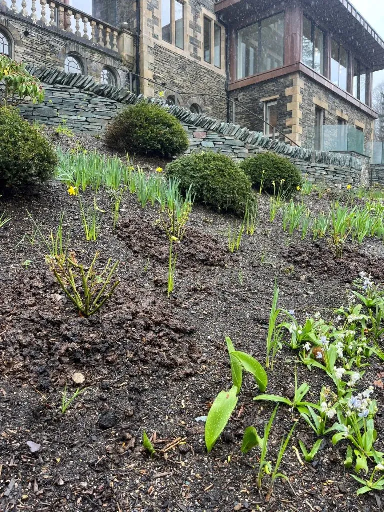 Plants surrounded by manure