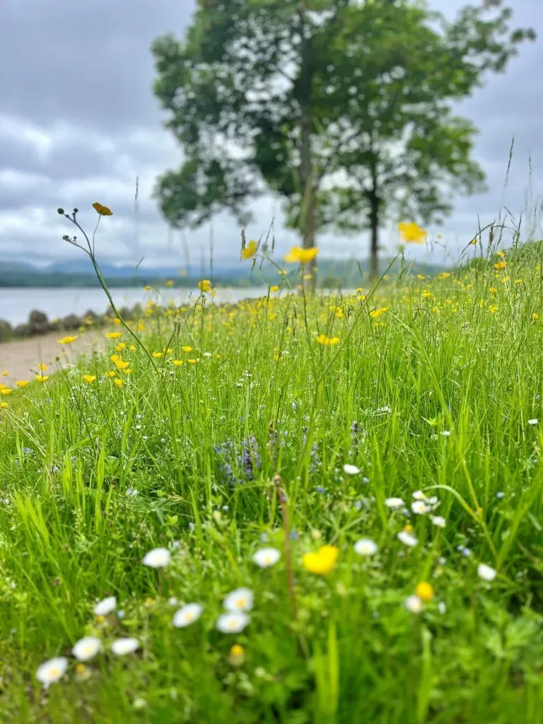 Close-up of the meadows.